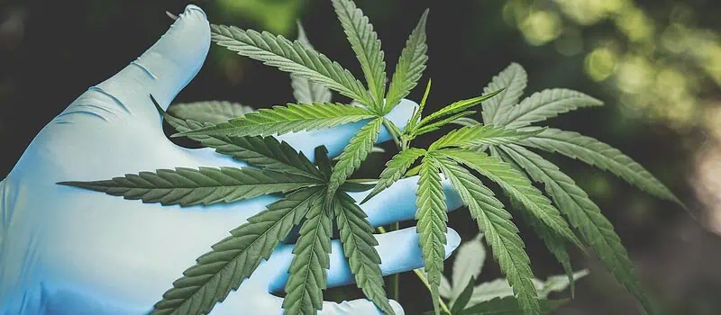 Produkty z konopii w codziennym użytkowaniu – co warto wiedzieć